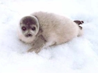 Abundant wildlife in Canada